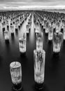 Fine art black and white image of Port Melbourne wooden pier piles, Australia