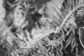 Fine art Black and White view of ferns floral and blanket background on a sunny day at the countryside of Vietnam Royalty Free Stock Photo