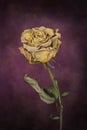 Fine art of dead rose Royalty Free Stock Photo