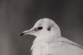 Portrait of a single isolated white sea gull on grey background taken from the side Royalty Free Stock Photo