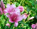 outdoor image of a blooming open pink lily with several blossoms on green natural background Royalty Free Stock Photo