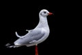 Sea-gull portrait of a single isolated white bird on black background, symbolic figurative proud Royalty Free Stock Photo