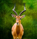 portrait of a single isolated beautiful antelope / kudu with large antlers on green paper style background