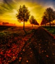 Glorious autumn sunrise on an alley with a dramatic sky and a cycle path with leaves