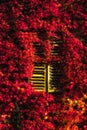 Single window with wooden shutters ranked with colorful dense red wild vine on a sunny day