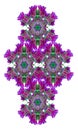 Geometrical color pattern mandala made from macros of purple green tulips on white background