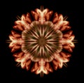 Geometrical symmetrical color pattern ornament mandala made of macros of yellow brown tulips