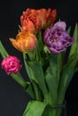 Macro of a tulip bouquet of five on black background Royalty Free Stock Photo