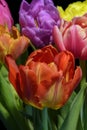 Colorful flower macro of a blooming tulip bouquet on black background Royalty Free Stock Photo