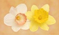 Two daffodil flowers closeup Royalty Free Stock Photo