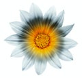 Fine art gazania flower close-up