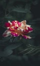 Colorful rose on a black and grey background