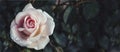 Fine art image of beautiful pastel roses in dark garden. Valentine and bridal vintage card design