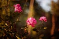 Fine art image of beautiful pastel roses in garden.