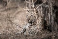 Fine art image of Huge wild male leopard or panther or panthera pardus fusca in central india forest