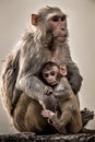 Fine art image of mother caring her baby. Rhesus macaque or Macaca mulatta monkey mother with her baby Royalty Free Stock Photo