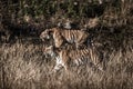 Mother tiger or famous tigress paarwali or paro of corbett and her cub stalking possible prey to kill in grassland at jim corbett