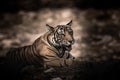 Fine art image of ranthambore wild male tiger at ranthambore national park