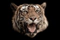 Fine art image of ranthambore wild male tiger at ranthambore national park rajasthan india