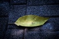 Fine art image of an autumn leaf Royalty Free Stock Photo