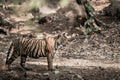 Fine art image of Young wild female tiger of Ranthambore national park