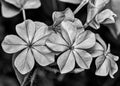 Fine art photography black and white of flower Plumbago auriculata Royalty Free Stock Photo