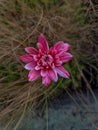 Fine art photography of pink and white dahlia flower Royalty Free Stock Photo