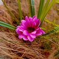 Fine art photography of purple dahlia flower Royalty Free Stock Photo