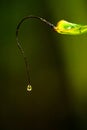 Fine Art Photography - Water Art. Water droplet on green leaf. Rain water drop on the edge of the tree leaf Royalty Free Stock Photo