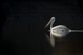 Fine art portrait of dalmatian pelican or pelecanus crispus with reflection in water isolated black background in winter migration Royalty Free Stock Photo