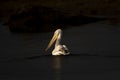 Fine art portrait of dalmatian pelican or pelecanus crispus with reflection in water isolated black background in winter migration Royalty Free Stock Photo