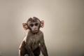 Fine art portrait of Rhesus macaque or Macaca mulatta monkey baby at keoladeo ghana national park bharatpur india Royalty Free Stock Photo