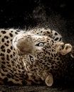 Fine art portrait of wild male leopard or panther in isolated black background at wildlife safari at forest of central india -