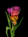 Fine art floral still life colorful macro of a flowering tulip blossom bouquet of four on black background Royalty Free Stock Photo