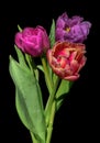 Fine art s floral still life colorful macro of a flowering tulip bouquet of  three on black background Royalty Free Stock Photo