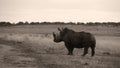 Fine art sepia photo of an African white rhino cow walks over a dirt road. Royalty Free Stock Photo