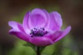 Fine art shallow depth of field image of anemone de caen flower