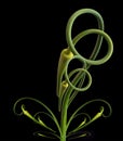 Fine art still life abstract graphical image of green garlic in spiral recursive shapes on black