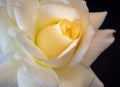 bright colorful fresh yellow white rose blossom with detailed texture on black Royalty Free Stock Photo