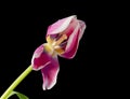 Macro of a single isolated red white yellow tulip blossom on black background with detailed Royalty Free Stock Photo