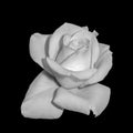 Still life bright monochrome flower macro of a single isolated fresh white rose blossom on black