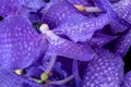 Color macro of a bouquet of a violet orchid blossoms