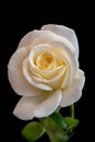 Fine art still life color flower front view macro photo of a wide open white yellow rose blossom with leaves and detailed texture Royalty Free Stock Photo