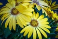 Acro of a bunch of wide open blooming yellow cape daisy / marguerite blossom on natural blurred