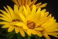 Fine art still life color flower macro of a bunch of wide open blooming yellow cape daisy / marguerite blossoms