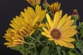 Fine art still life color macro of a bunch of wide open blooming yellow cape daisy / marguerite blossoms