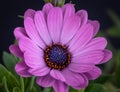 Fine art still life color macro of a single isolated wide open blooming intense violet african / cape daisy / Royalty Free Stock Photo