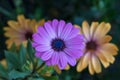 Fine art still life color flower macro image of a single isolated wide open blooming intense violet african cape daisy marguerite Royalty Free Stock Photo