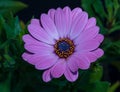 Macro of a single isolated wide open blooming intense violet african / cape daisy / Royalty Free Stock Photo