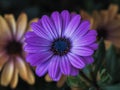 Macro of a single intense violet blue african cape daisy Royalty Free Stock Photo